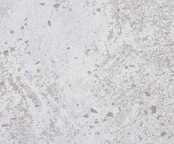 Sonora White 45X120